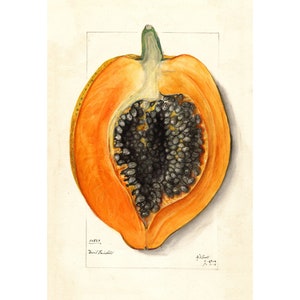Vintage Papaya botanischer Druck, antike Frucht Illustration, tropische Küche Wandkunst, Lebensmittel Poster, Obst-Dekor, gedrucktes botanisches Plakat