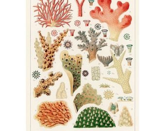 Barrier Reef Coral Print | Vintage Sea Life Illustration Art Poster
