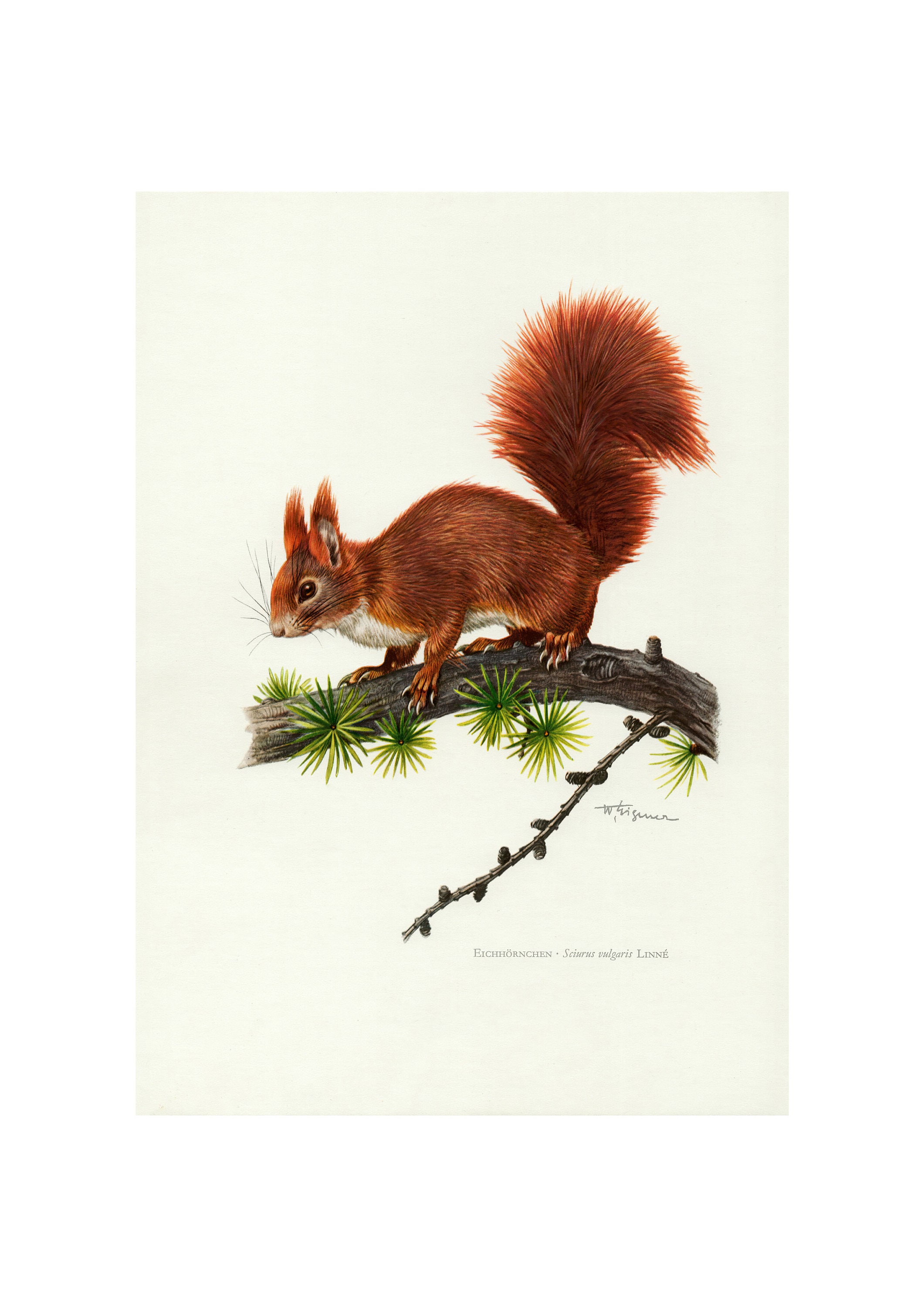 Squirrel Collection Vintage Squirrel Art