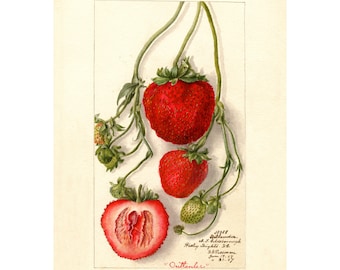 May include: A vintage botanical illustration of a strawberry plant with three strawberries. The strawberries are red and have a detailed depiction of their seeds. The plant has green leaves and stems. The illustration is labeled "Outlander" and includes the date "June 17, 1857".