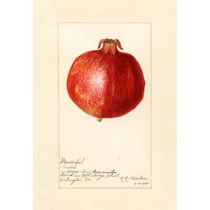 Kitchen Wall Art Print, Watercolor Art Print, Botanical Print, Vintage Pomegranate Fruit Print, Gift For Her, A3/A4