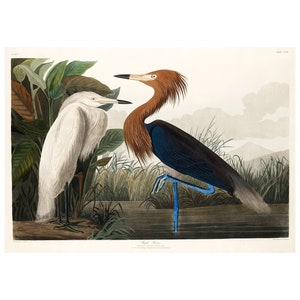 Audubon Bird Print | Vintage Bird Print | Wall Art | Purple Heron | Bird Illustration Poster | The Birds of America A4/A3