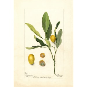 Kitchen Wall Art | Botanical Print | Vintage Kumquat Fruit Print | Kumquat Fruit Poster, 1900 | A3/A4