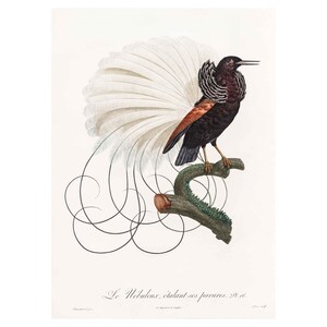 Vintage Bird Wall Art Poster Print, Natural History Le Nibuleux bird Print, Framed / Unframed