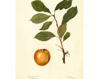 Vintage Plum Fruit Botanical Print: Pomological Watercolor Poster