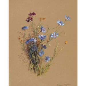 Vintage Botanical Wildflowers Floral Wall Art Poster Print, Cornflower Plant Poster, Framed / Unframed