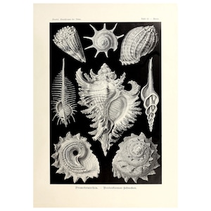 Vintage Sea Shell Wall Art Poster Print, Prosobranchia, Marine life Illustration by Ernst Haeckel Framed/Unframed, Canvas Wall Art
