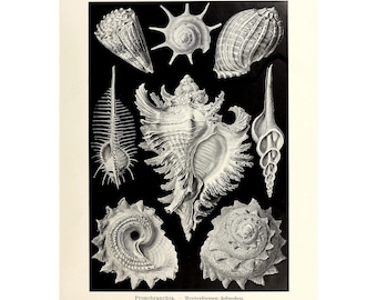 Vintage Sea Shell Wall Art Poster Print, Prosobranchia, Marine life Illustration by Ernst Haeckel Framed/Unframed, Canvas Wall Art