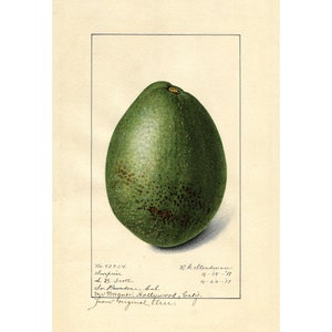 Kitchen Wall Art | Botanical Print | Vintage Avocado Fruit Print | Avocado Fruit Poster, 1911 | A3/A4