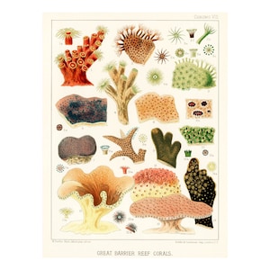 Australian Great Barrier Reef Coral Reef Wall Art Poster Print by William Saville-Kent 1893 Framed / Unframed