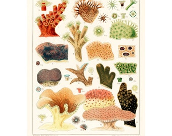 Barrier Reef Coral Poster | Vintage Ocean Wall Art