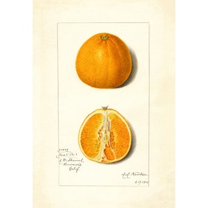 Kitchen Wall Art | Botanical Print | Vintage Orange Fruit Print | Citrus Fruit Poster | A3/A4