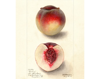 Vintage Kitchen Wall Art Peach Fruit Print, Botanical Fruit Poster Print A3/A4