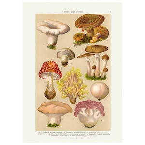 Vintage Mushrooms Biology Poster Wall Art Print, Vintage Fungi Chart Framed/Unframed
