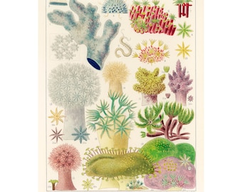 Barrier Reef Alcyonaria Vintage Print | Sea Life Illustration