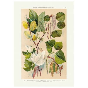 Vintage botanico salice albero parete poster stampa incorniciato / non incorniciato