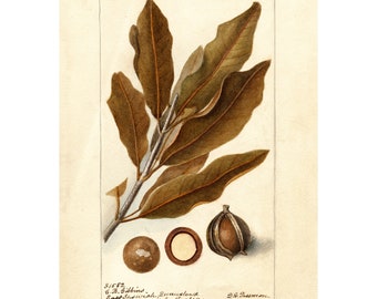Kitchen Wall Art | Botanical Print | Vintage Macadamia Fruit Print | Macadamia Nut Poster | A3/A4