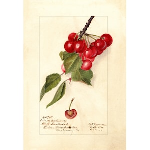 Kitchen Wall Art | Cherry Fruit Print | Vintage Botanical Print | Fruit Poster | A3/A4