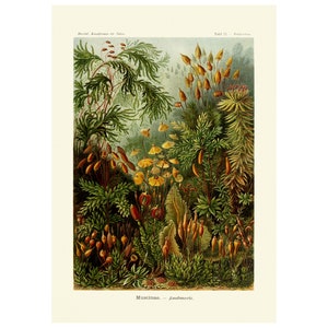 Vintage Moss Muscinae Botanical Poster / Acephala Print / Illustration Art Forms in Nature por Ernst Haeckel, 1904 A4 / A3 enmarcado / sin marco
