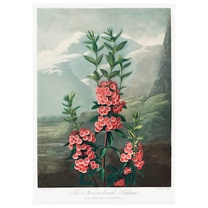 Vintage Wall Art Decor Print, Botanical Floral Plant Print, The Narrow Leaved Kalmia Flower Poster by Robert John Thornton A3/A4