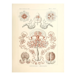 Vintage Jellyfish Marine life Wall Art Poster Print, Fish Illustration Art Forms in Nature by Ernst Haeckel  Framed / Unframed