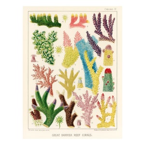 Great Barrier Coral Reef Poster | Australian Sealife Print | Australia Vintage Illustrations William Saville-Kent 1893A4/A3 Framed/Unframed