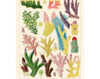 Barrier Reef Coral Print | 1893 Vintage Australian Illustration