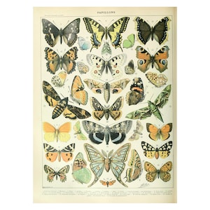 Wall Art Print, Butterfly Print, Vintage Butterfly Chart Wall Art by Adolphe Millot A4 Framed/Unframed