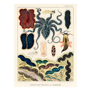 Vintage Great Barrier Reef Molluscs and Planarians Poster | Australian Sealife Science Print | Illustrations William Saville-Kent 1893 A4/A3