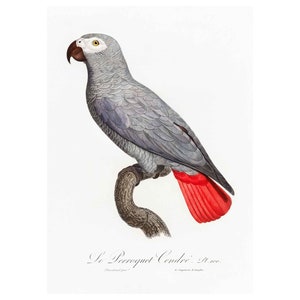 Vintage Bird Wall Art Poster Print, Natural History Ornithology Print, Framed / Unframed