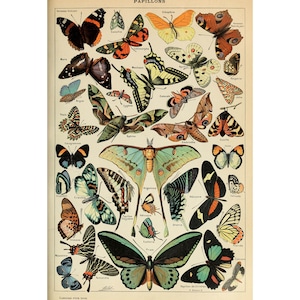 Vintage Schmetterlingskarte Wandkunst Poster Druck, Botanische Illustration Papillon von Adolphe Millot gerahmt/ungerahmt, Leinwanddruck