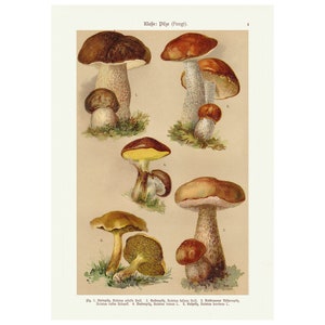Impresión de setas, cartel vintage de biología de hongos, impresión de arte de pared botánica, A4 enmarcado/sin marco