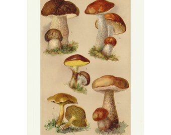 Mushrooms Print, Vintage Fungi Biology Poster, Botanical Wall Art Print, A4 Framed/Unframed