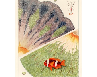 Vintage Anemone Art Print, Barrier Reef Illustration