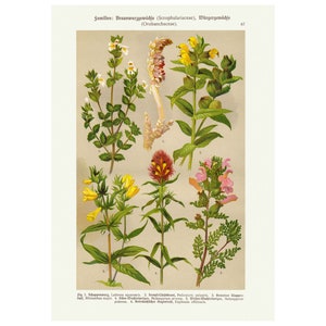 Vintage botanische print, antieke botanische grafiek kunst aan de muur lithografie print, floral art print, plant poster, A4