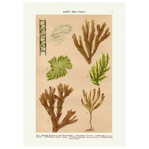 Vintage zeewier algen botanische print, antieke koraal zee leven grafiek kunst aan de muur lithografie print, floral art print, plant poster, A4