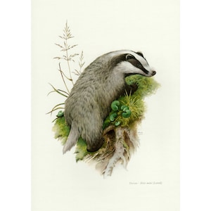 Vintage Badger Poster Wall Art Decor, Animal Art Print, Framed / Unframed