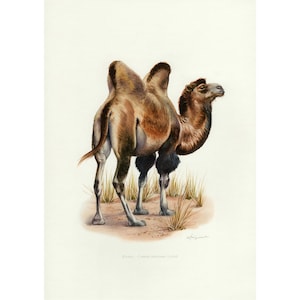 Vintage Camel Poster Wall Art Decor, Animal Art Print, Framed / Unframed