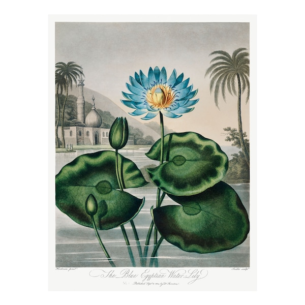 Blue Egyptian Water Lily | Temple of Flora by Robert John Thornton | Exotic Botanical Print 1807 | Anthropology Floral Print | A3/A4