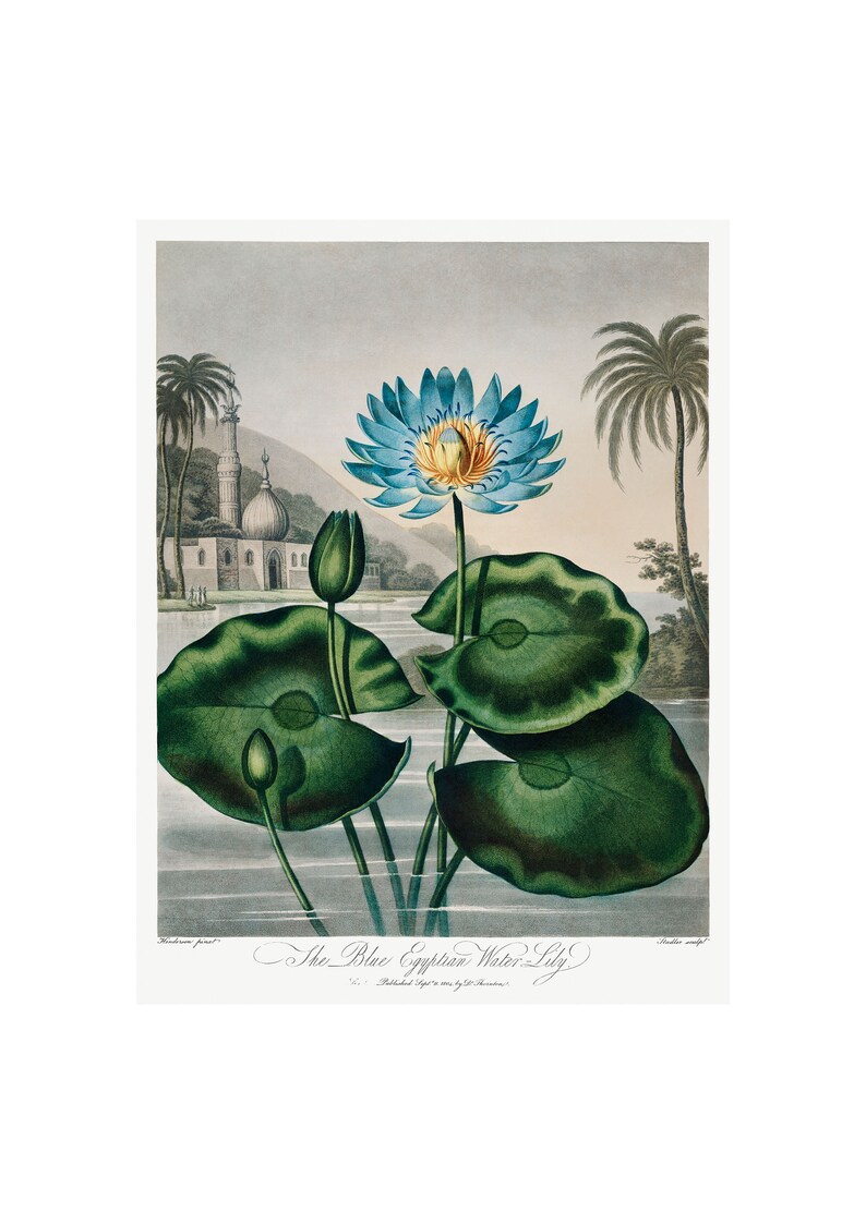 de nénuphars égyptiens bleus Temple de la flore par Robert John Thornton Gravure botanique exotique 1807 Anthropologie florale A3/A4 image 1