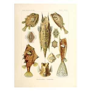 Vintage Boxfish Poster | Ostraciontes Print | Marine life Illustration Art Forms in Nature by Ernst Haeckel, 1904 A4/A3
