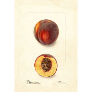 Kitchen Wall Art | Botanical Print | Vintage Peach Fruit Print | Peach Fruit Poster | A3/A4
