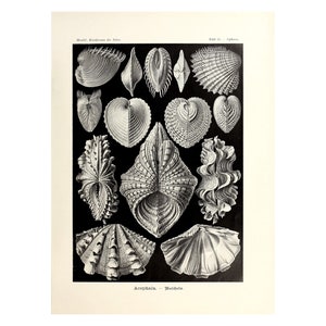 Cartel vintage de conchas marinas / Impresión de Acephala / Ilustración de vida marina Formas de arte en la naturaleza por Ernst Haeckel, 1904 A4/A3 Enmarcado/Sin marco