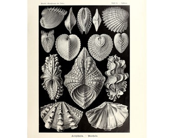 Vintage Sea Shell Poster | Acephala Print | Marine life Illustration Art Forms in Nature by Ernst Haeckel,1904 A4/A3 Framed/Unframed