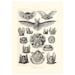see more listings in the Ernst Haeckel Print section