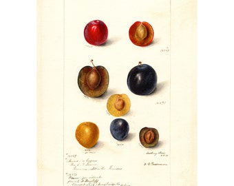 Vintage Botanical Kitchen Wall Art Plum Fruit Poster Print Framed / Unframed