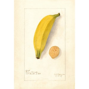 Kitchen Wall Art | Botanical Print | Vintage Banana Fruit Print | Banana Fruit Poster | A3/A4