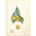 see more listings in the Fruits Vegetables Print section