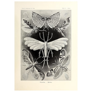 Vintage Tineid Moth Biology Wall Art Poster Print, Illustration Art Forms in Nature by Ernst Haeckel, 1904