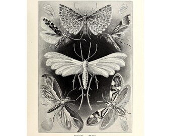 Vintage Tineid Moth Biology Wall Art Poster Print, Illustration Art Forms in Nature by Ernst Haeckel, 1904